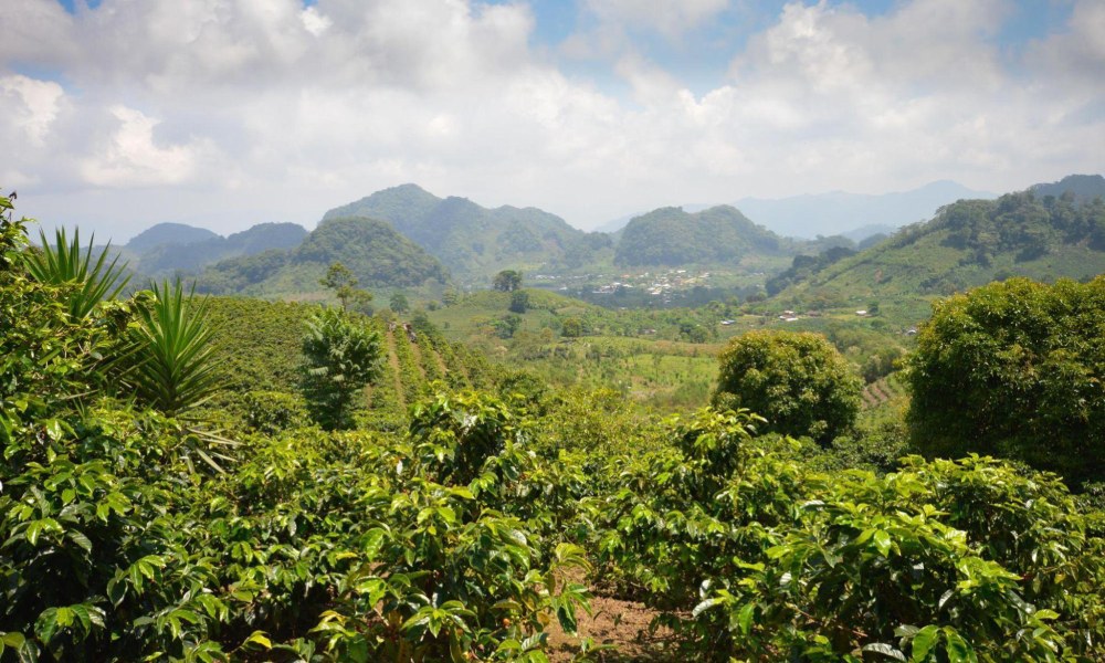 central american coffee