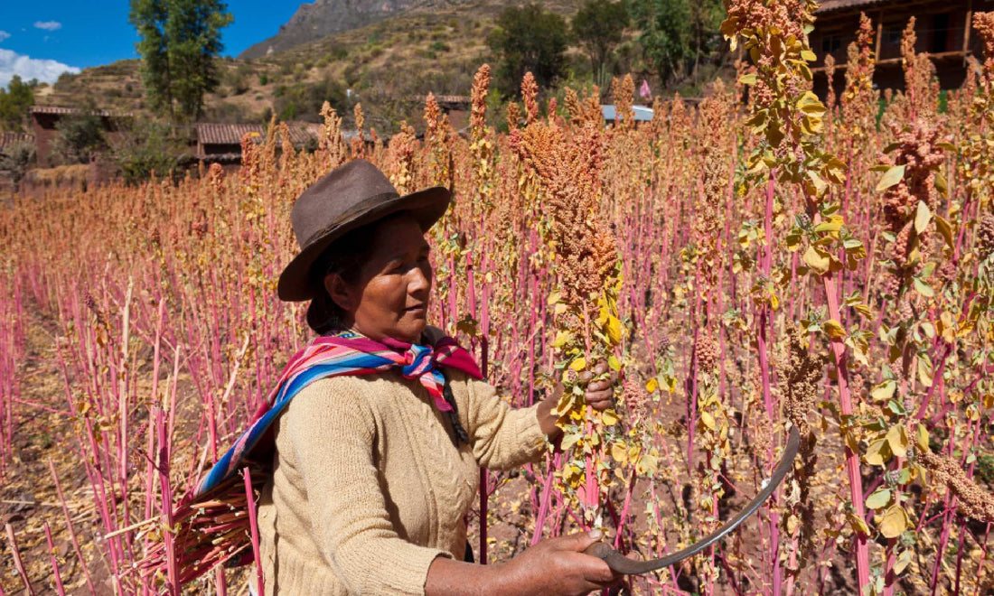 A woman in indigenous clothing harvests quinoa in Bolivia