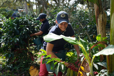 Los Cortadores: The Unsung Heroes of the Coffee Industry