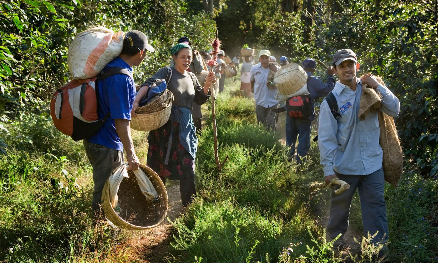 Coffee farmers farming in lush surroundings in El Salvador