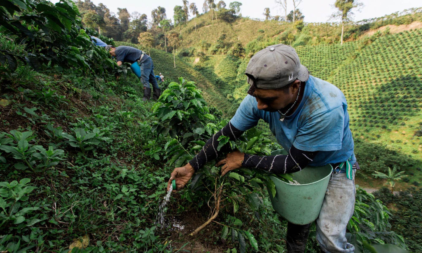 Farmers harvesting coffee beans in a lush valley