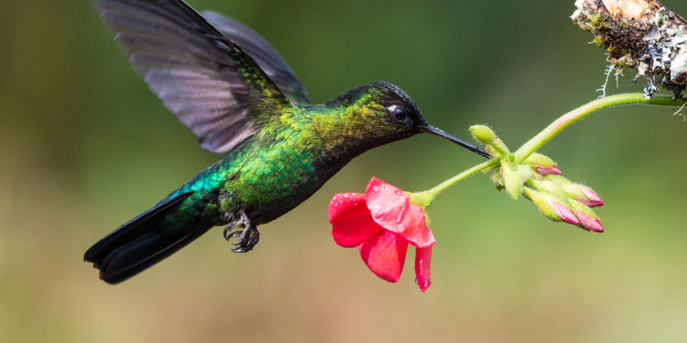 A vibrant green and black hummingbird taking nectar from a flower