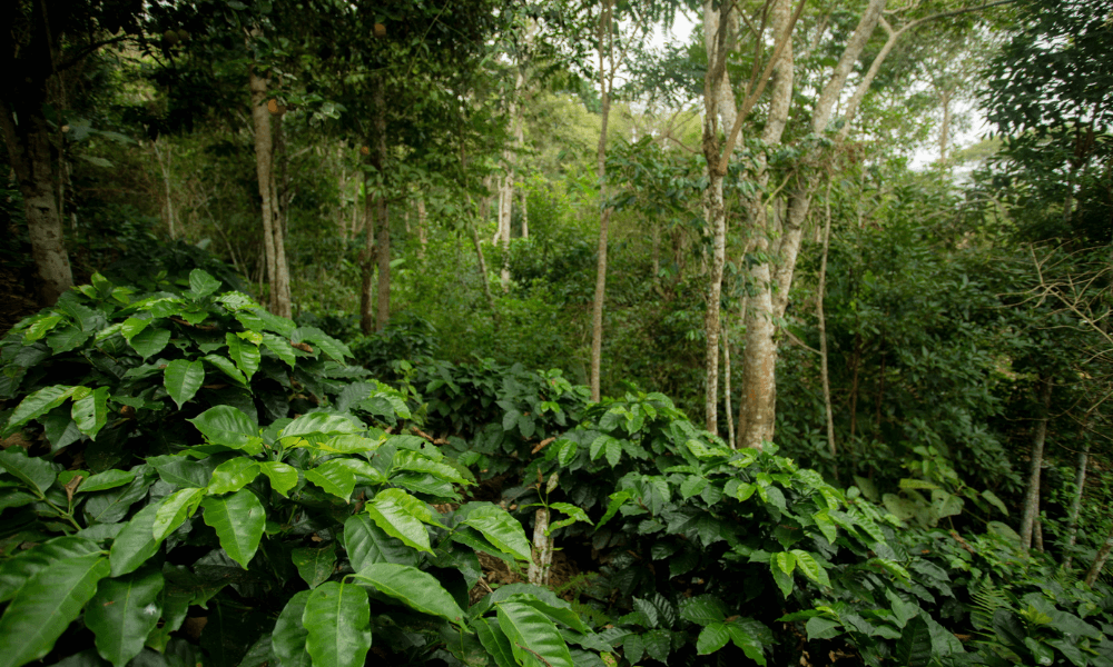 Vast coffee farm in the Central American jungle