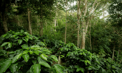 The Influence of Indigenous Farming Practices on Modern Coffee Production