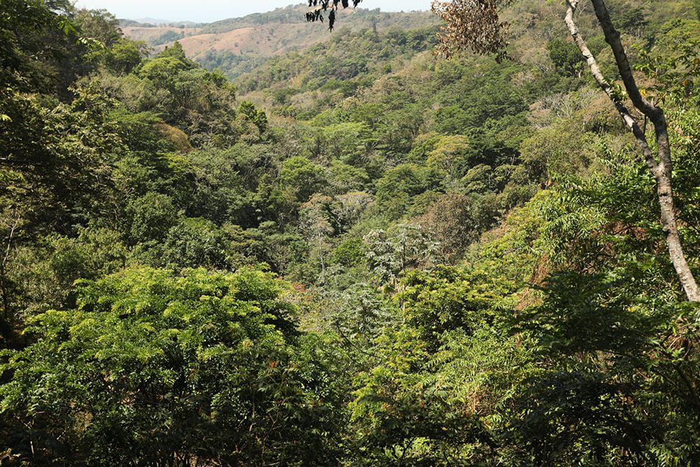 Vast stretch of forest in Central America
