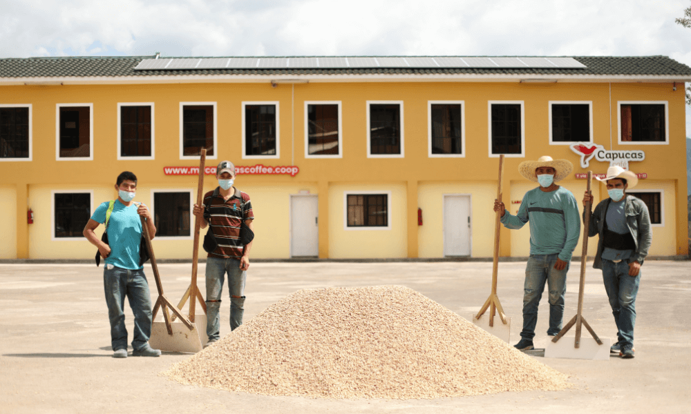 Four coffee farmers in Central America stand around a pile of dried coffee