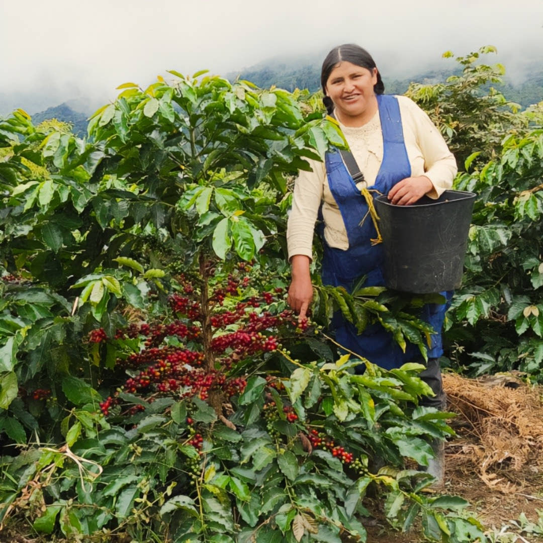 Coffee Farm 