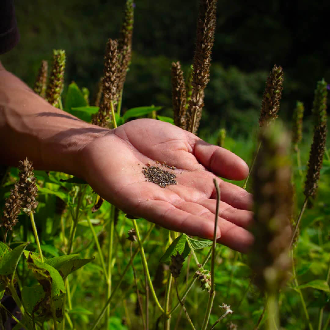 Our agronomists in Latin America recommenced crop diversification and we jumped to action by planting chia with our producer partners.