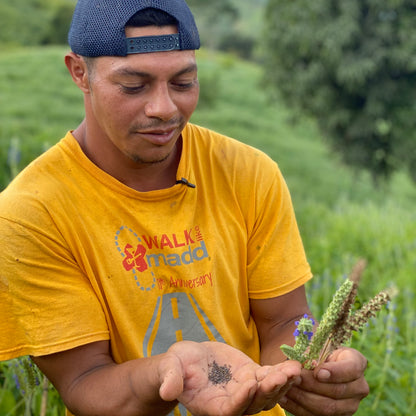 Chia farm 