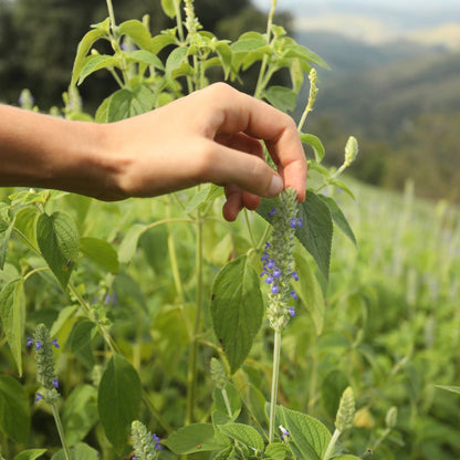 chia seeds plant in india Organic Chia Seeds